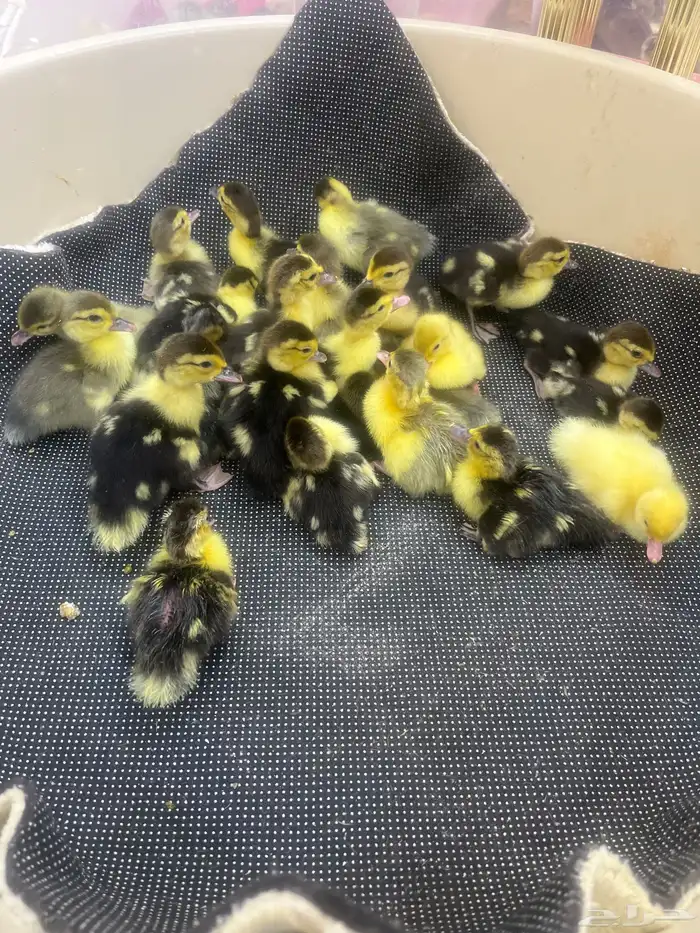 صوص بط شهرمان 0