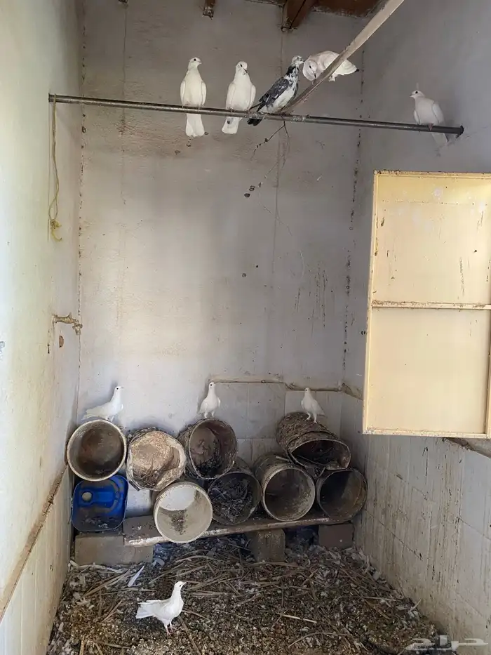 9 حمام فرنسي 1