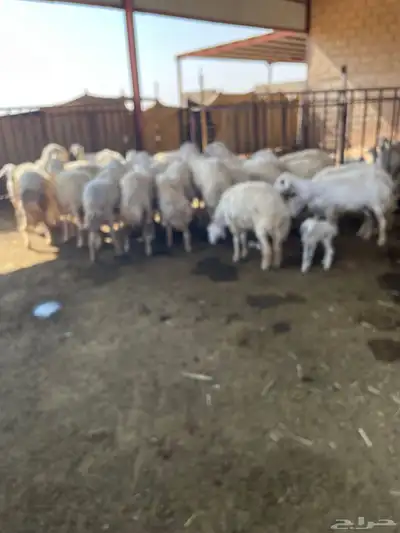 غنم حريه للبيع منوة القناي index