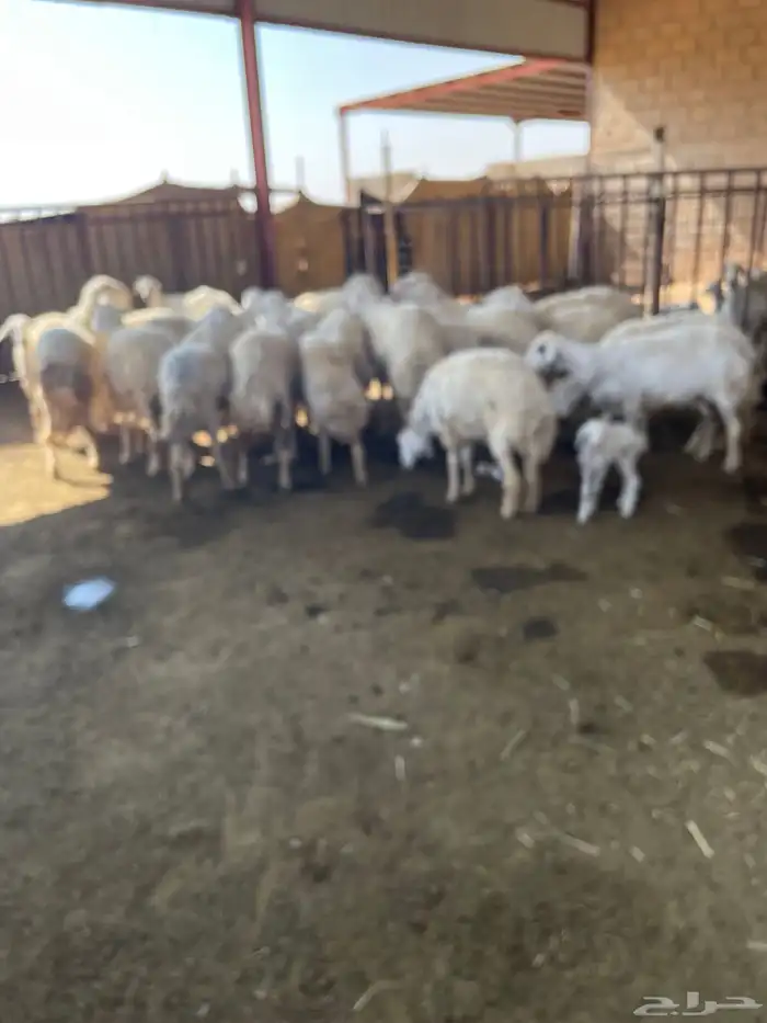 غنم حريه للبيع منوة القناي 0