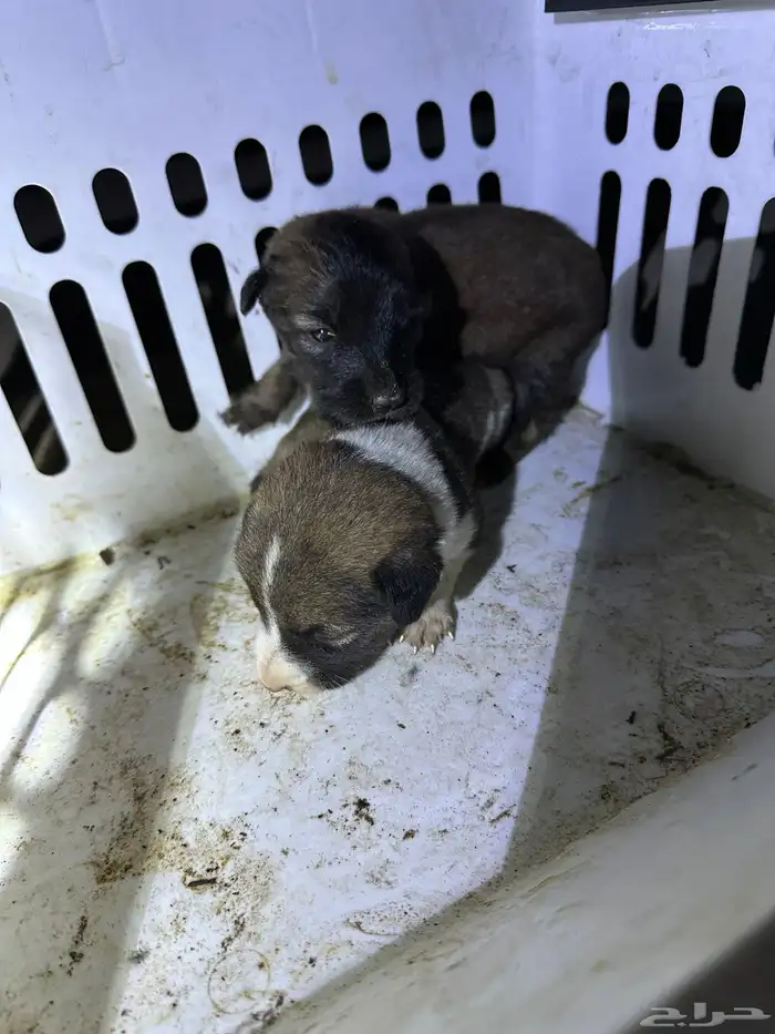 جرو للبيع من فصيله عسكرية وحراسات أمنية كفو وخشم طيب 2