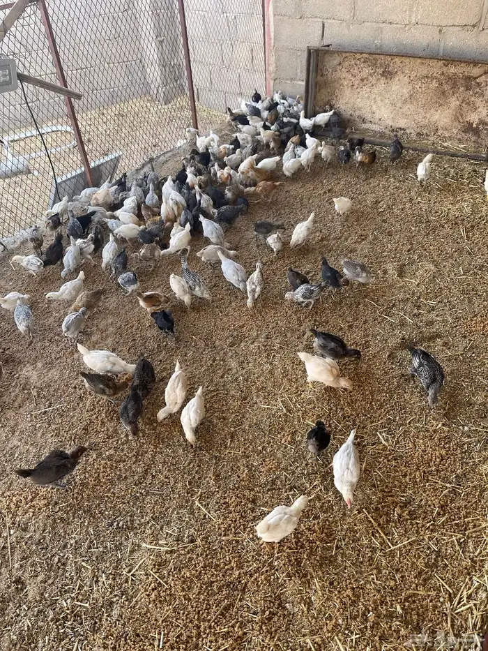 صوص دجاج بلدي 9