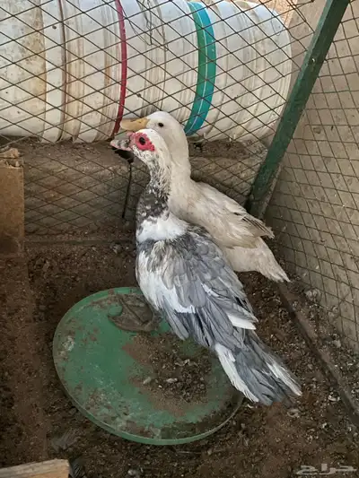 بط  بكيني  ومصرية  صح ميةفي المية  العدد حبتين index