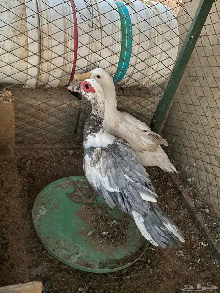 بط  بكيني  ومصرية  صح ميةفي المية  العدد حبتين 3