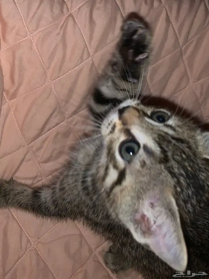 قط صغير للبيع السعر قابل للتفاوض شامل اغراضه 1