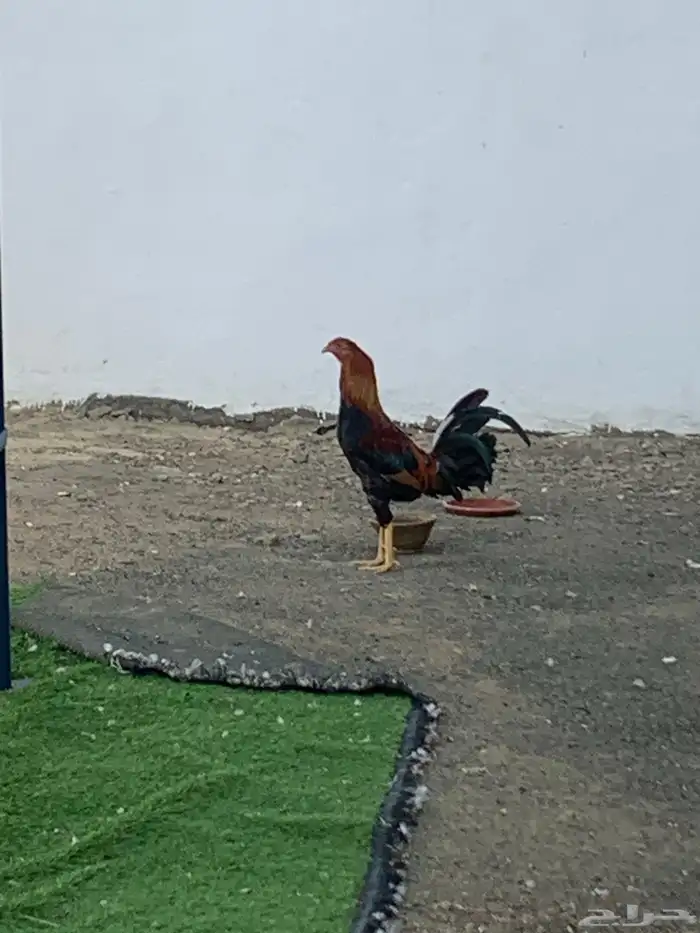 ديك مهجن بلدي مقاتل 0