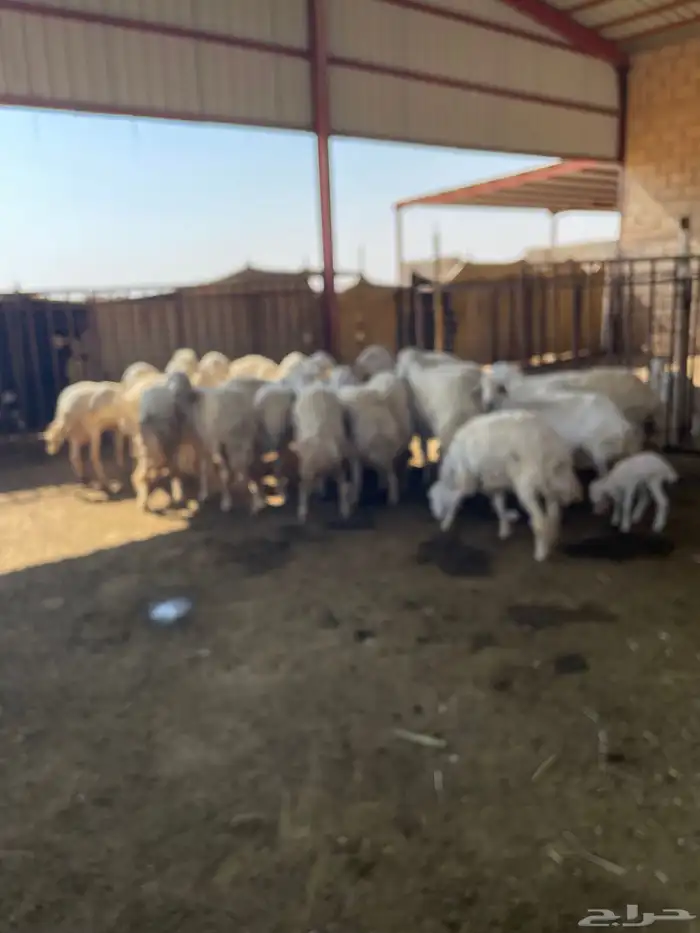 غنم حريه للبيع منوة القناي 4