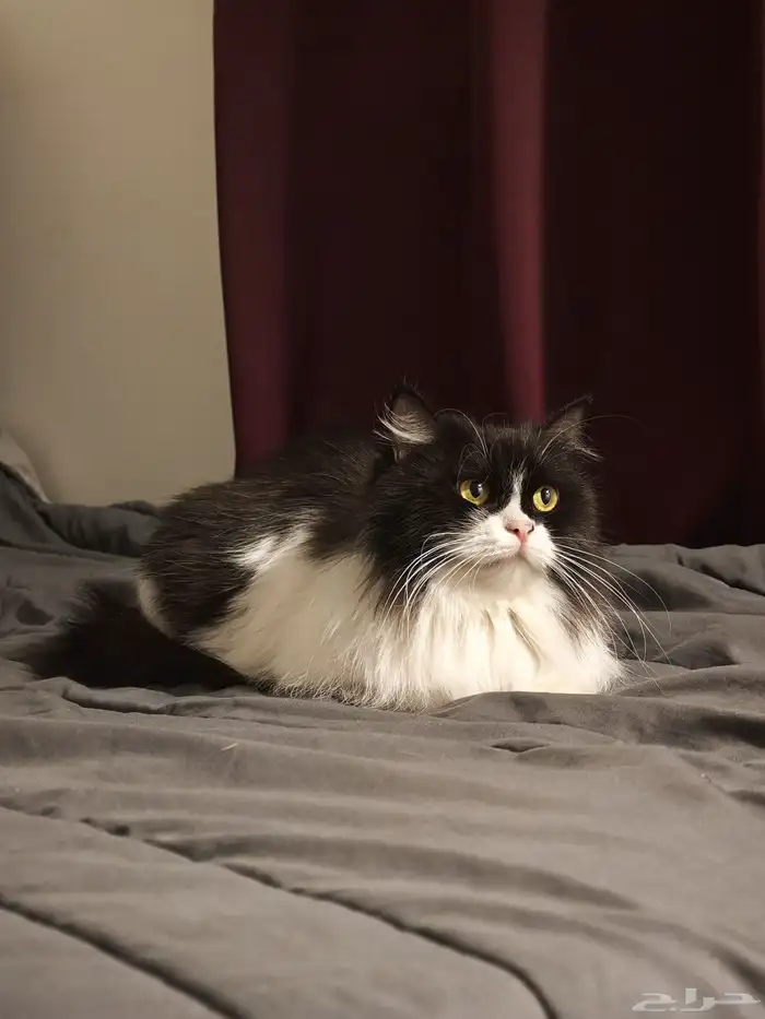 قطه للتبني 1