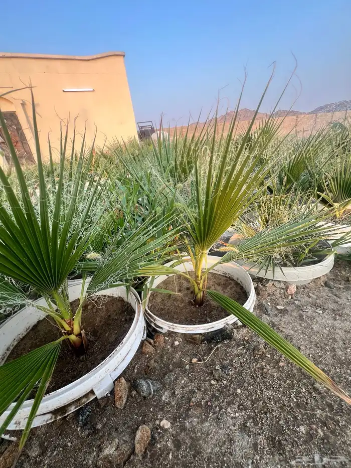 مشروع زراعي للبيع بالكامل بسعر رمزي جدا 10