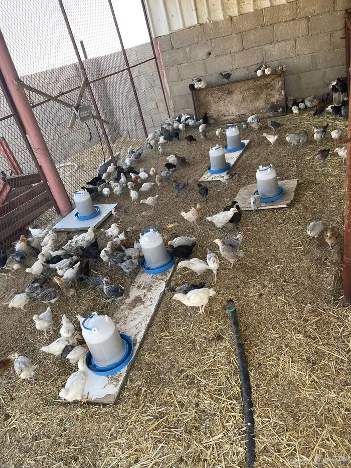 صوص دجاج بلدي 11