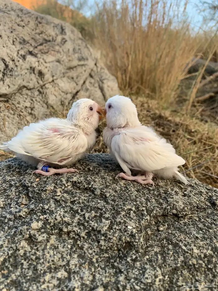 فرخين روز البينو 0