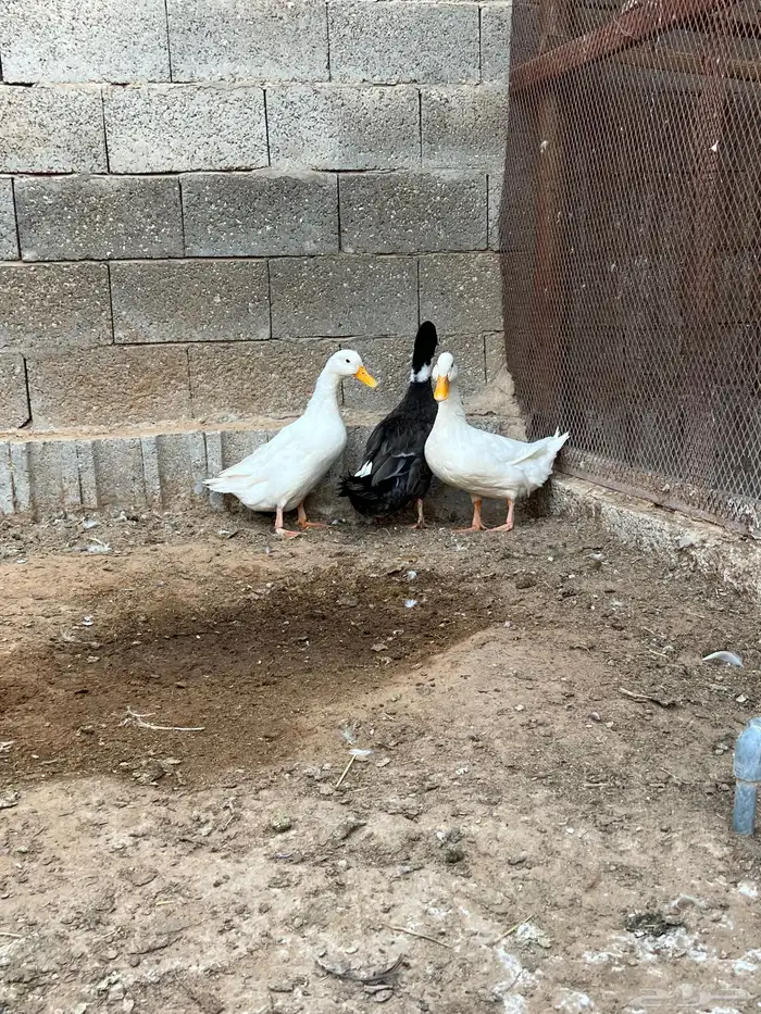 للبيع جوز بكيني 6