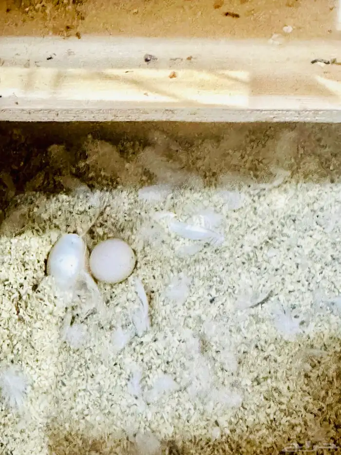 زوج روز البينو ( تم البيع ) 4