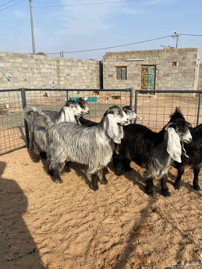 معزا عوارض بفحلها صنف تم البيع تم البيع 10