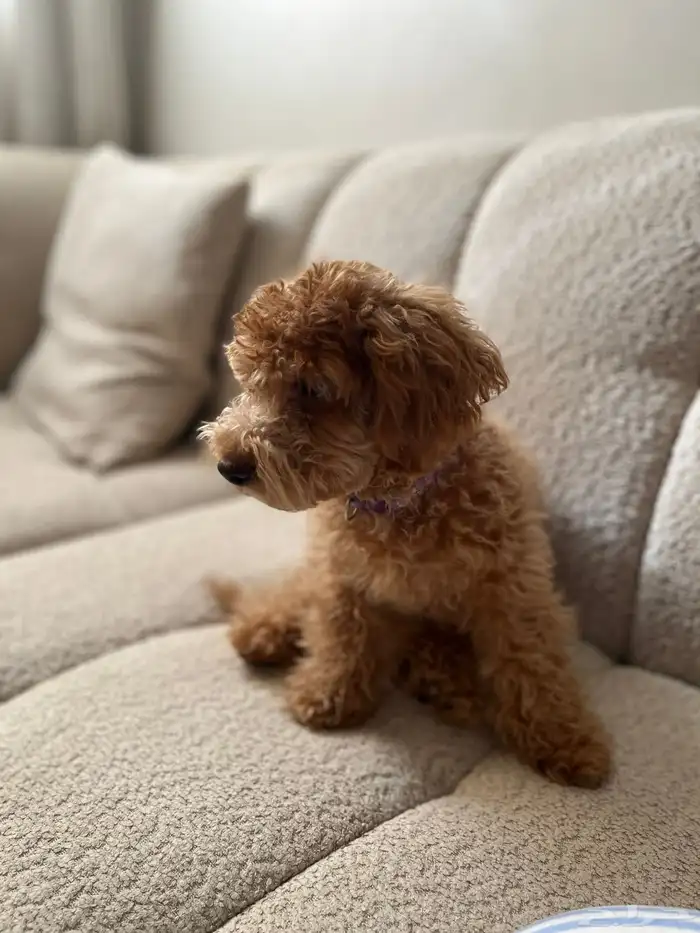 كلب بودل صغير للبيع 4