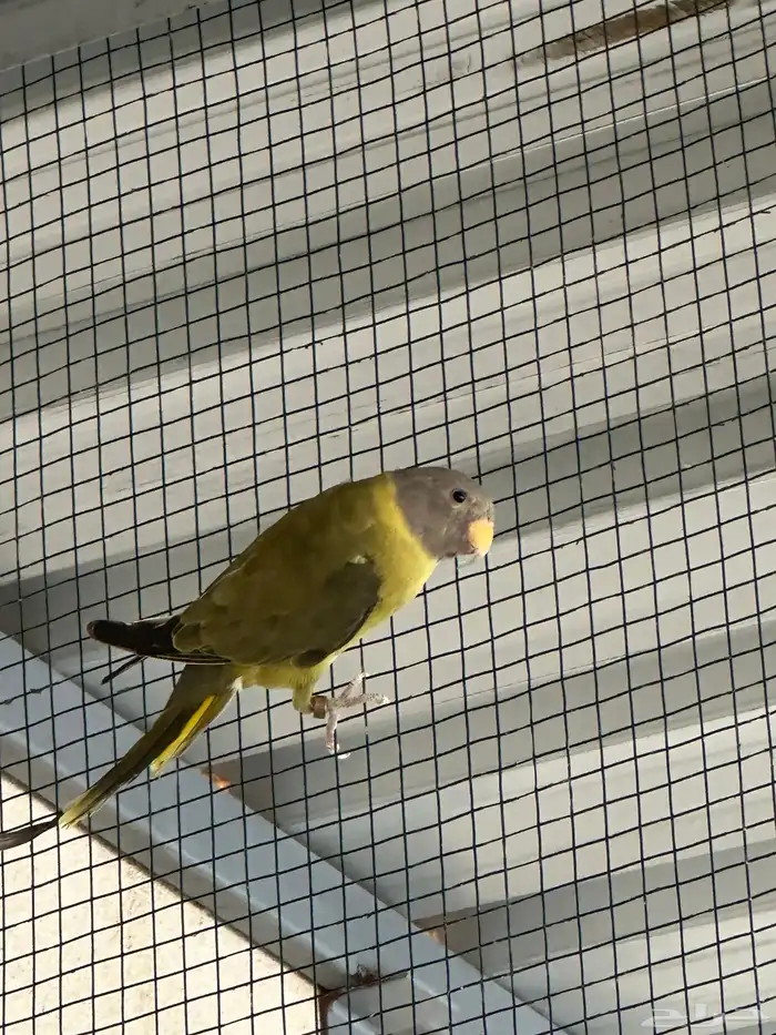 انثي بالم هد 1