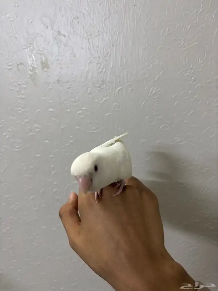 روز البينو اليف 3