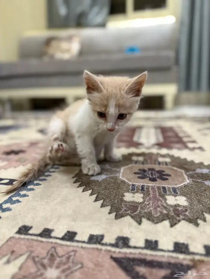 بسه بعمر شهر ونص 0