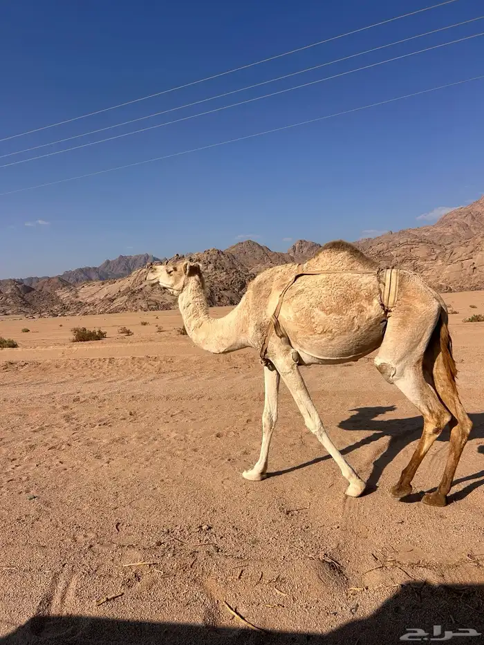 للبيع الناقه 1