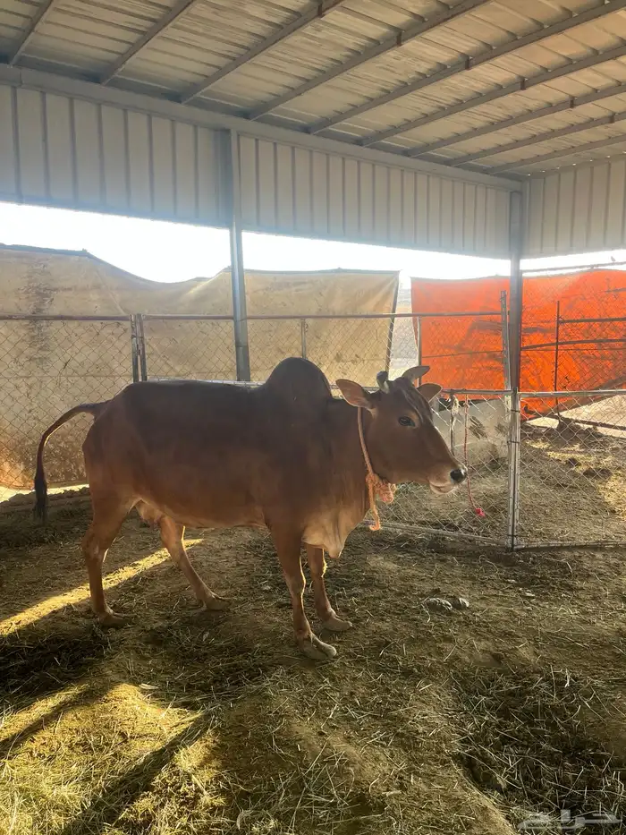 بقرة بلديه 2