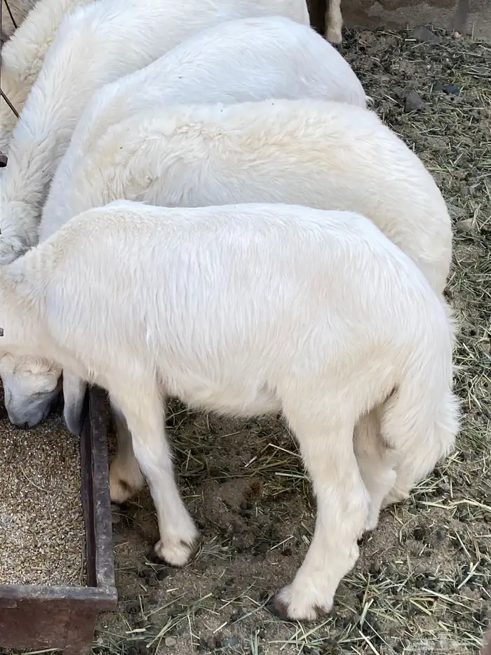 اربعه بهم ثنين من الطليان وثنين من الرخال للبيع سمان 9