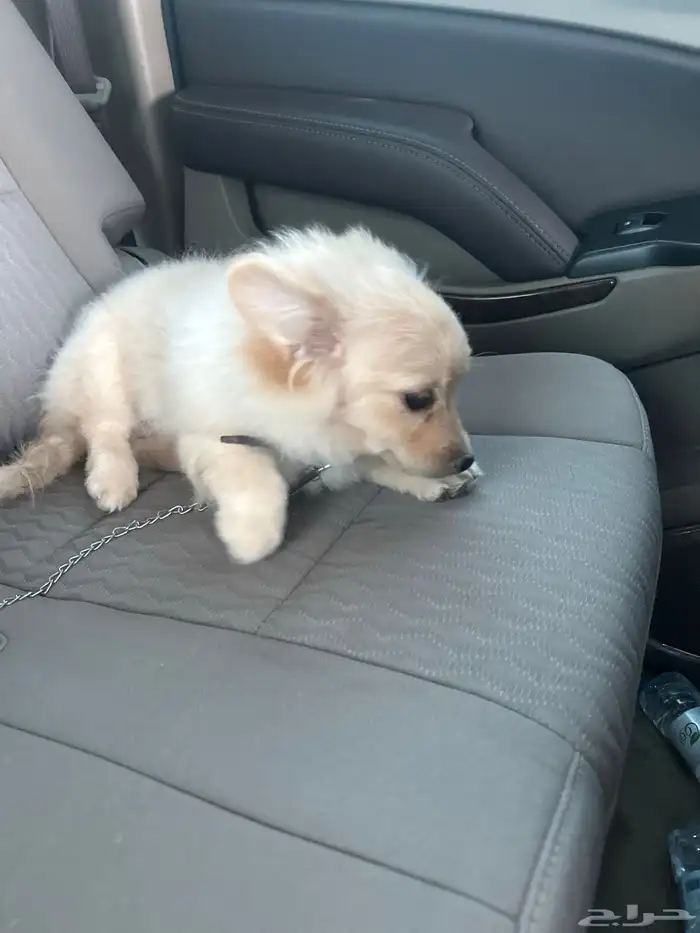 كلب فولبينو 1