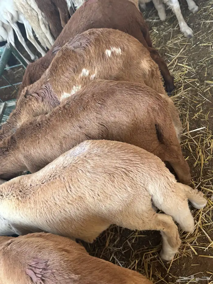 سواكن مرابي عمر 4 شهور 7