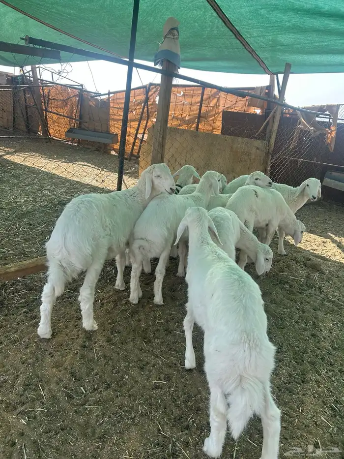 البيع بهم حري 3