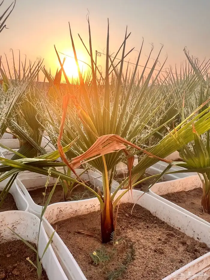 مشروع زراعي للبيع بالكامل بسعر رمزي جدا 9