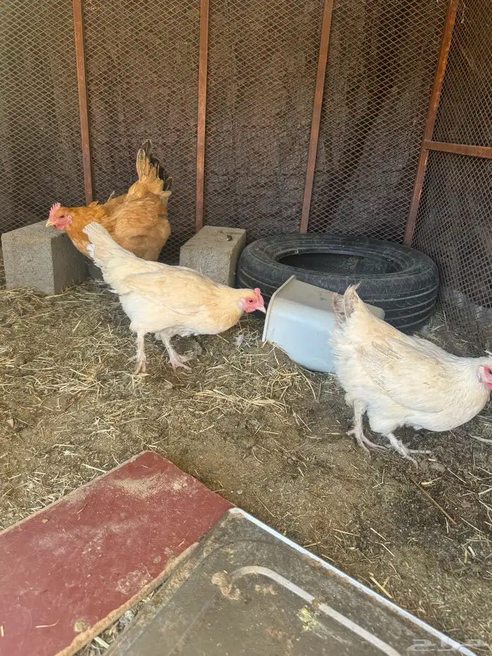 دجاج بلدي 14