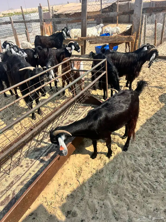 25 معزا دفيع 4