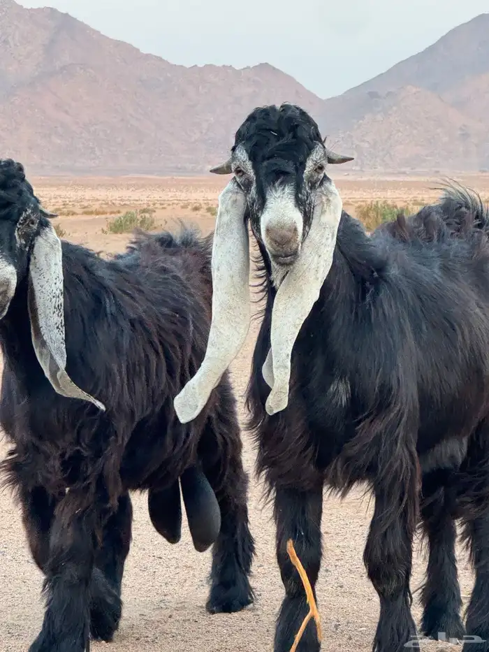 تيوس عوارض _مشاريع فحول 0