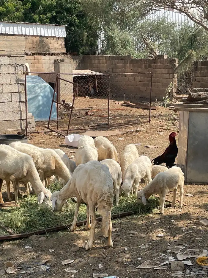 تم تم البيع الضان الصحه شرط العدد 5 كبمراح واحد تم البيع 5