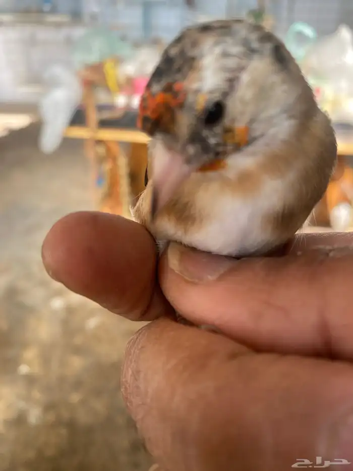 حسون فرخ ذكر تم البيع 3