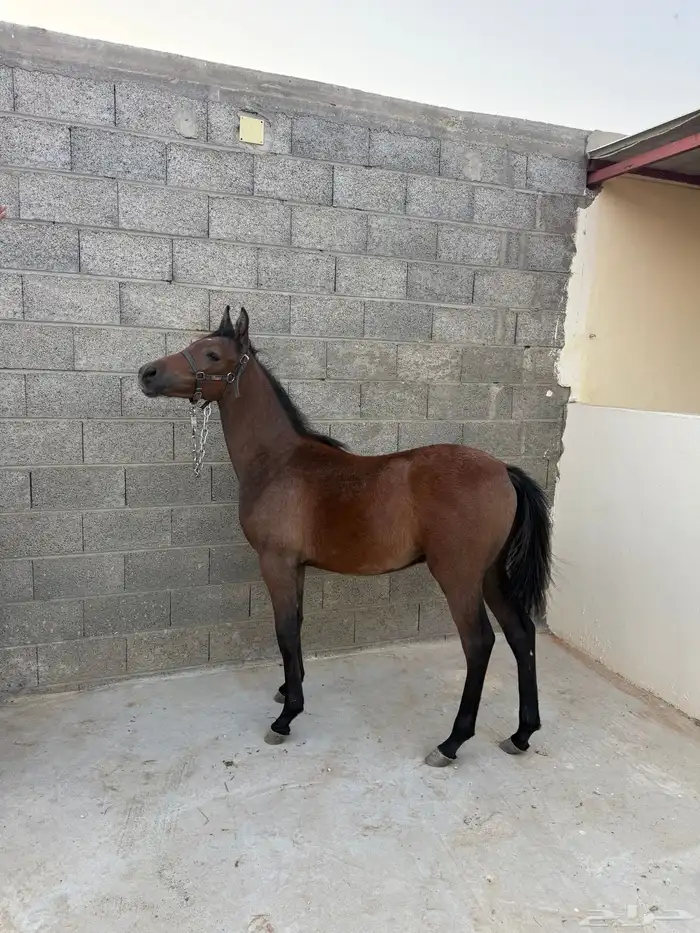 مهر شعبي العمر سبع شهور 2