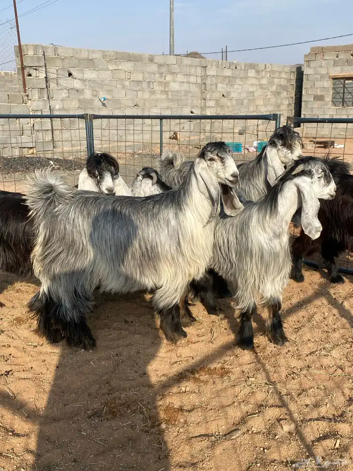 معزا عوارض بفحلها صنف تم البيع تم البيع 0