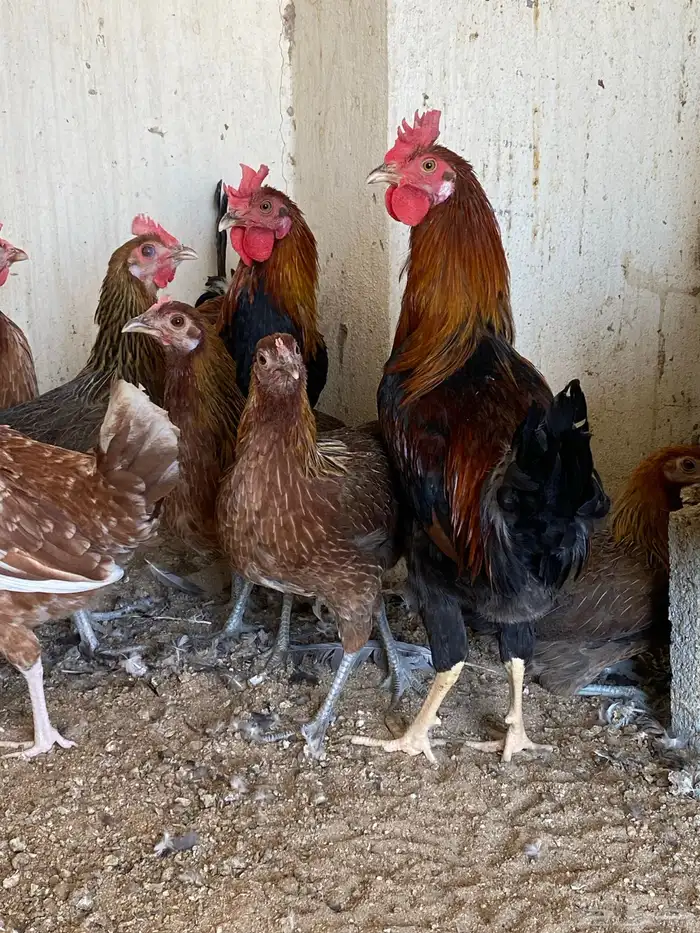 دجاج فري ترثه قديمه (تم البيع) 2