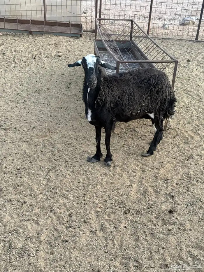 شاه اللبيع 1