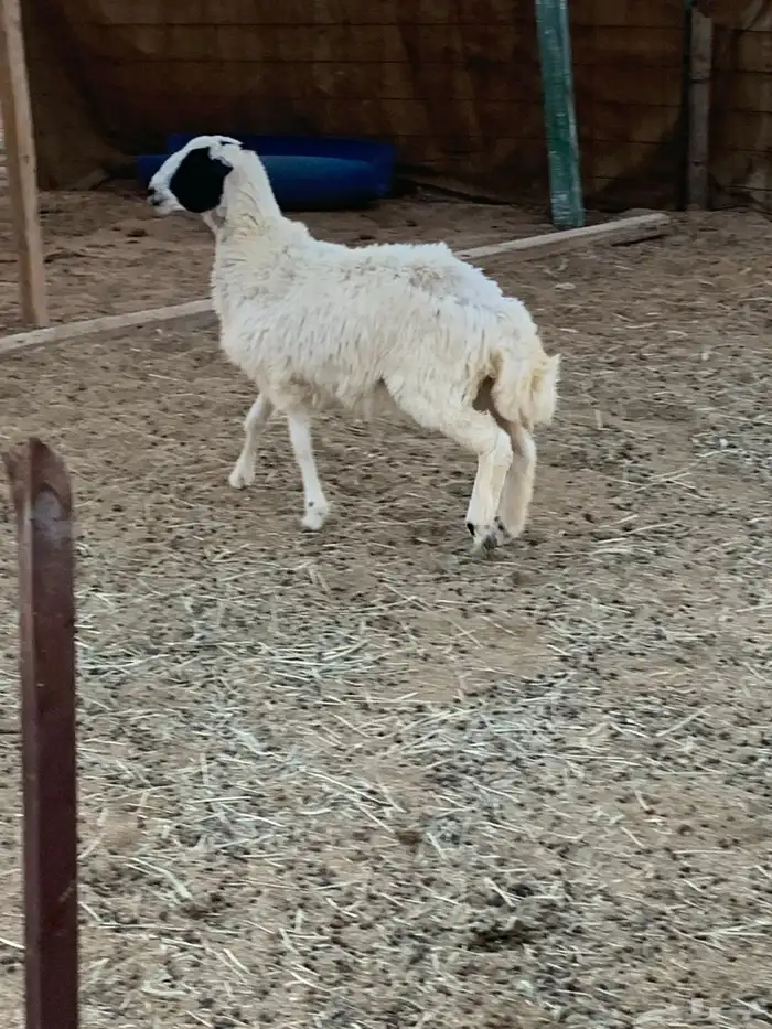 رخل نعيميه 0