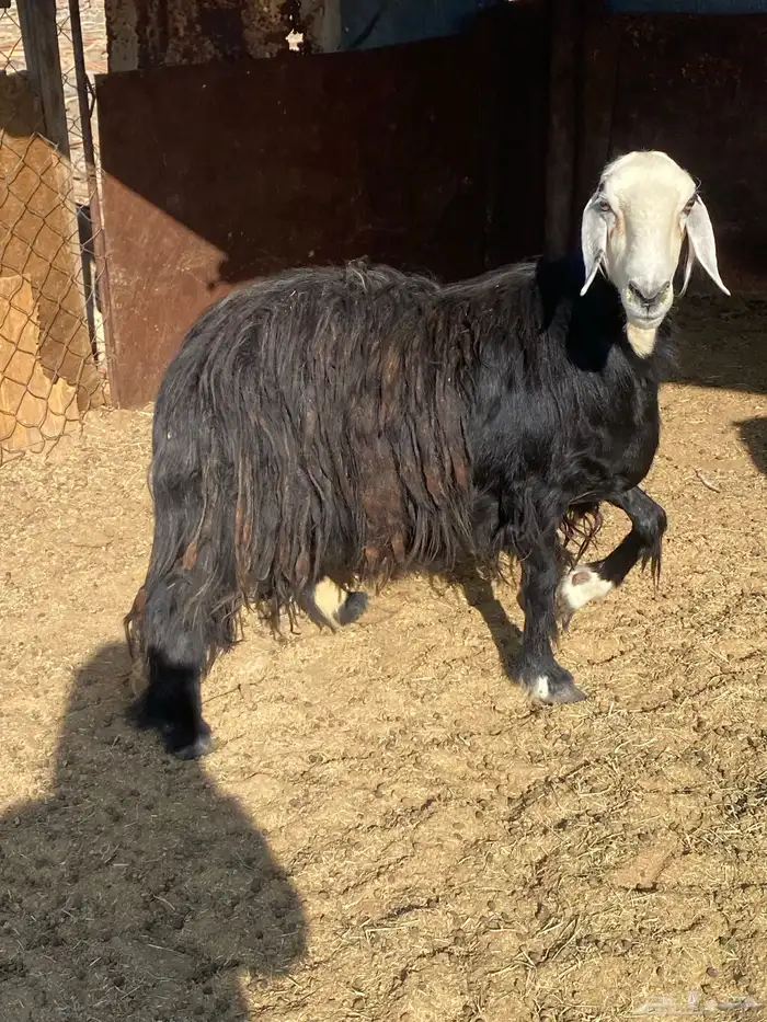 نعجه نجديه حايل 0