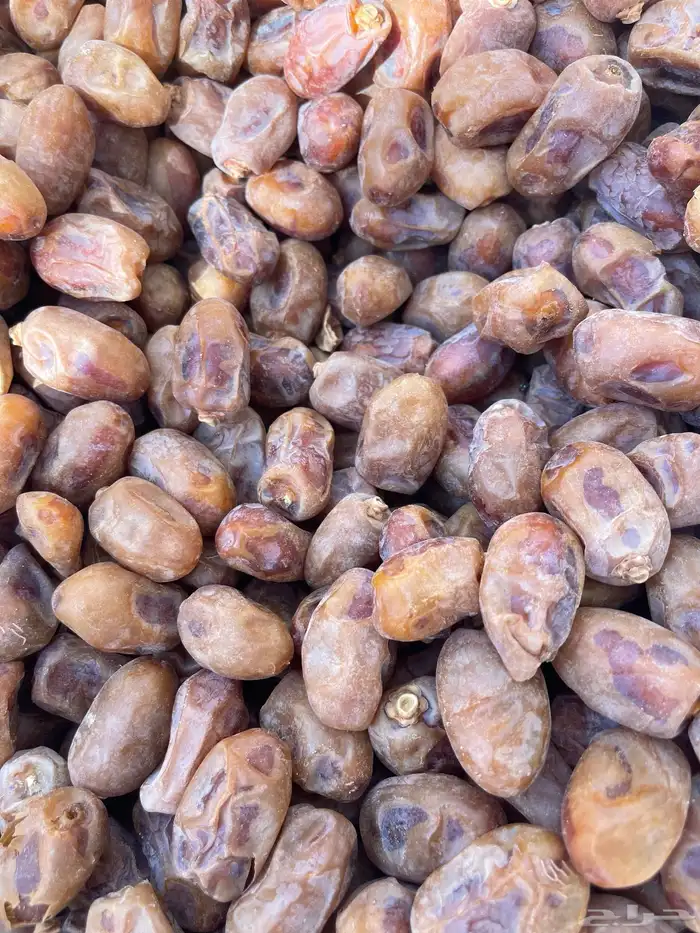 للبيع اعلاف تمور 3000 كيس 11