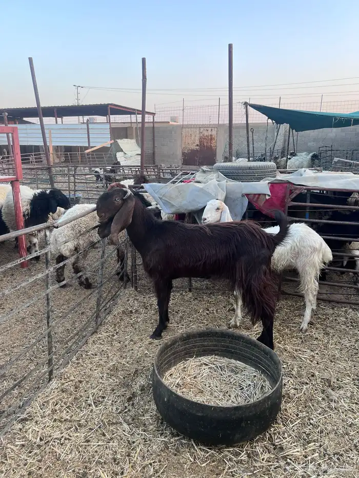 قبرصيه مضرع 1