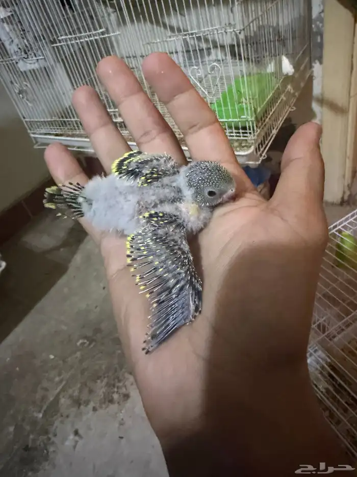 بادجي فرخ للتبني مجان مجان مجان 5