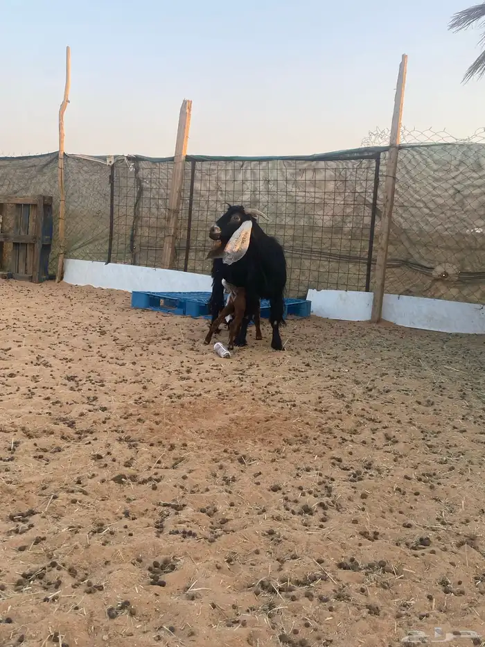 عنز تحتها تيس 5