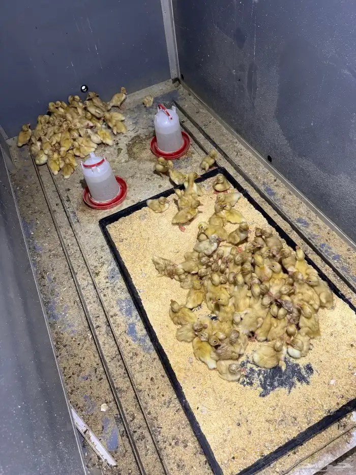 صوص بط بكيني 1