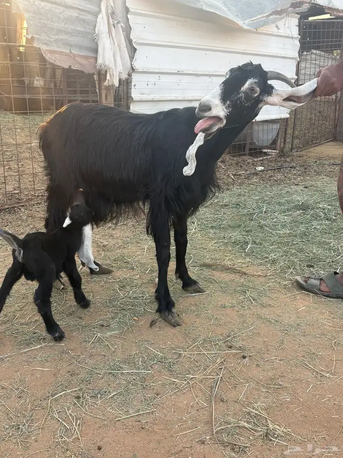 عنزين عارضيات اصل مواليد جذعات او توها مثنيات 6