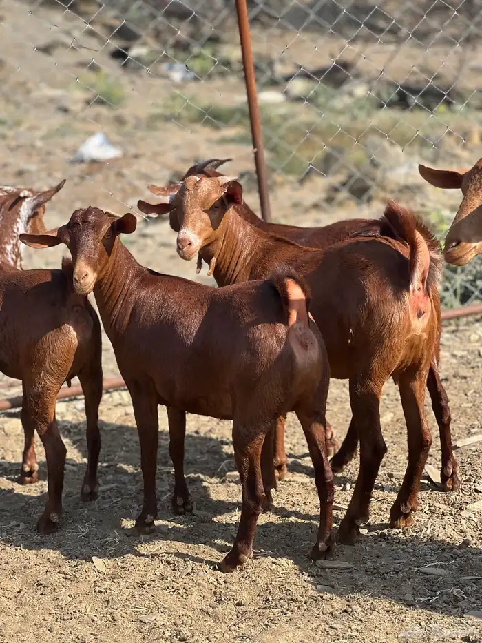 تأسيس مراح فاخر دهم 8