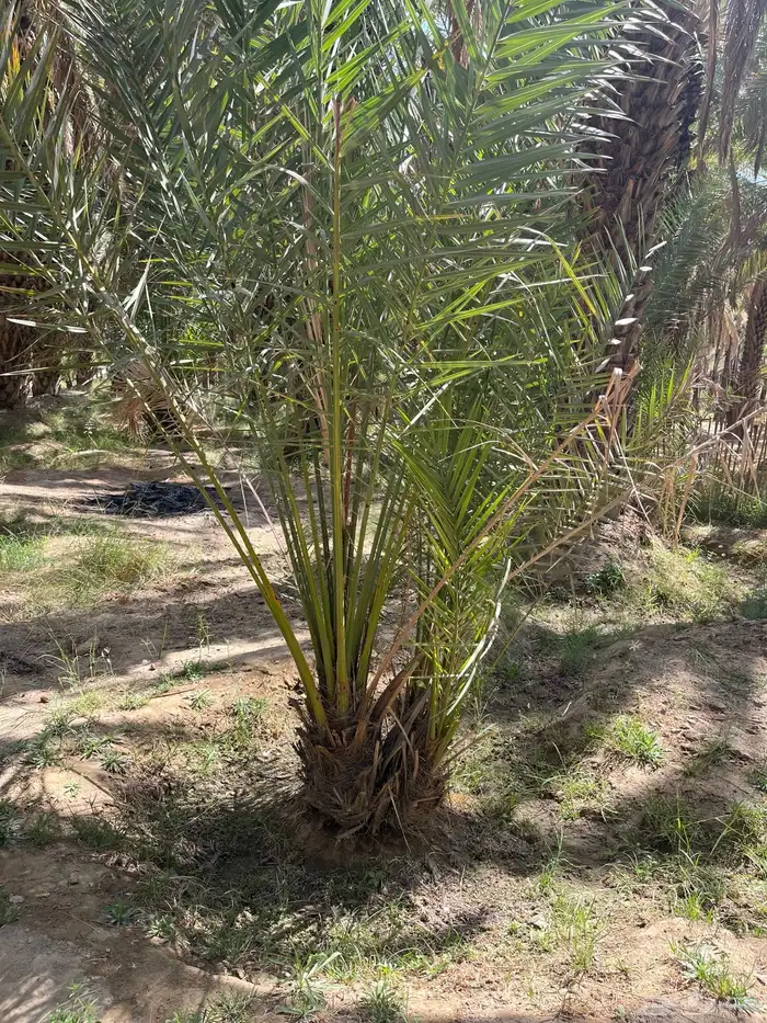 توريد وقلع نخل صفري برني شكل وادي ترج 7