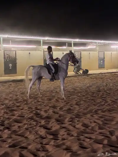 حصان واهو مصري index