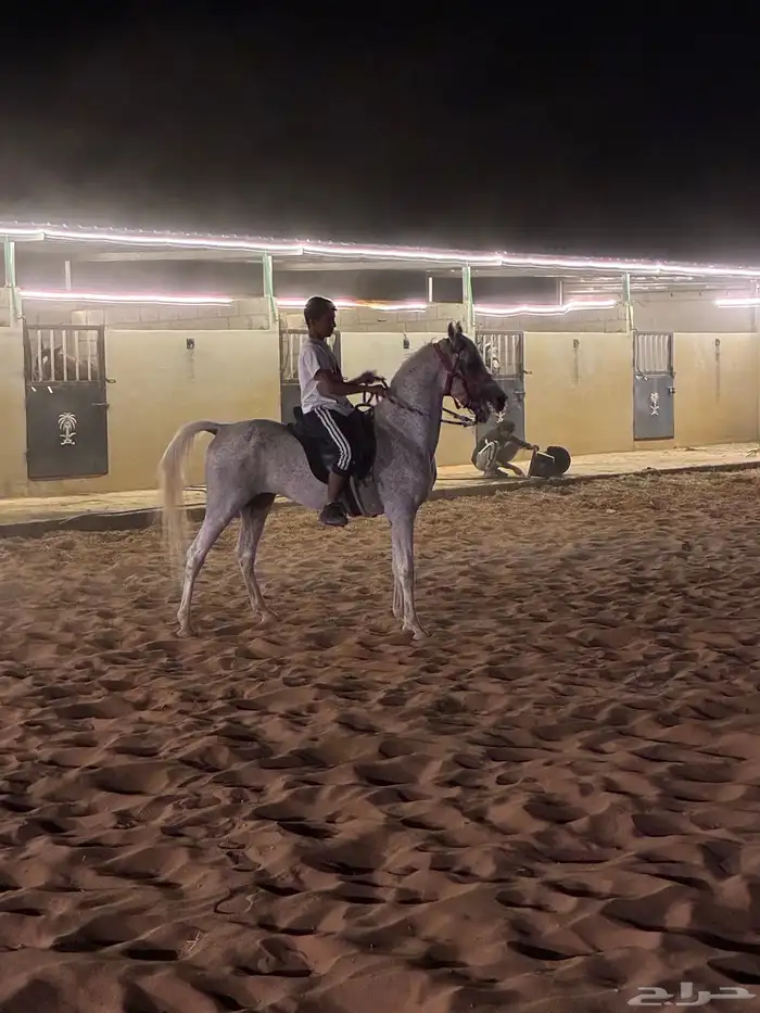 حصان واهو مصري 1